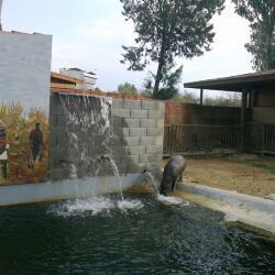 Limassol Zoo Hippo Pool